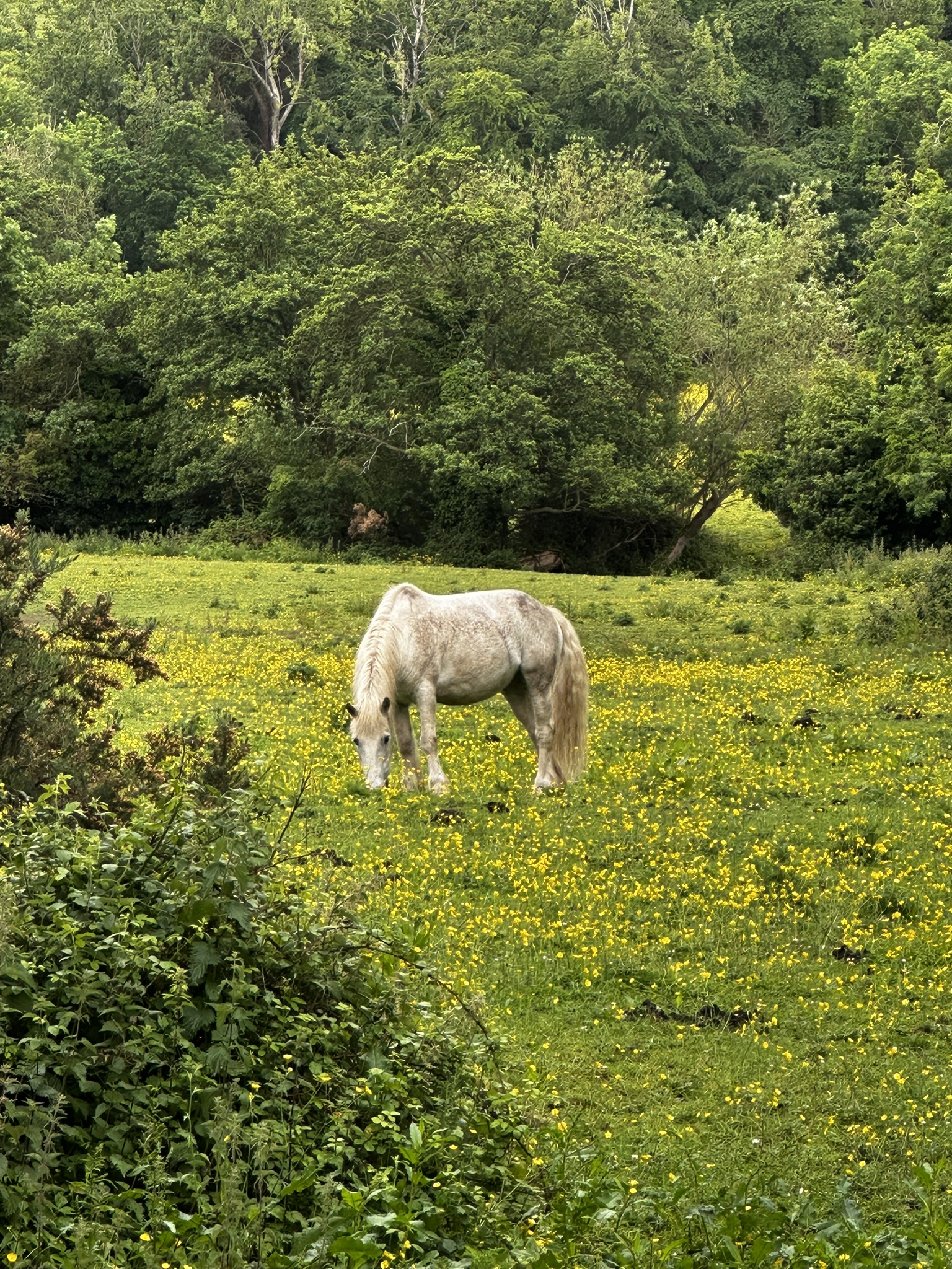 A white horse grazing in a buttercup field. Somewhere in the Irish countryside.