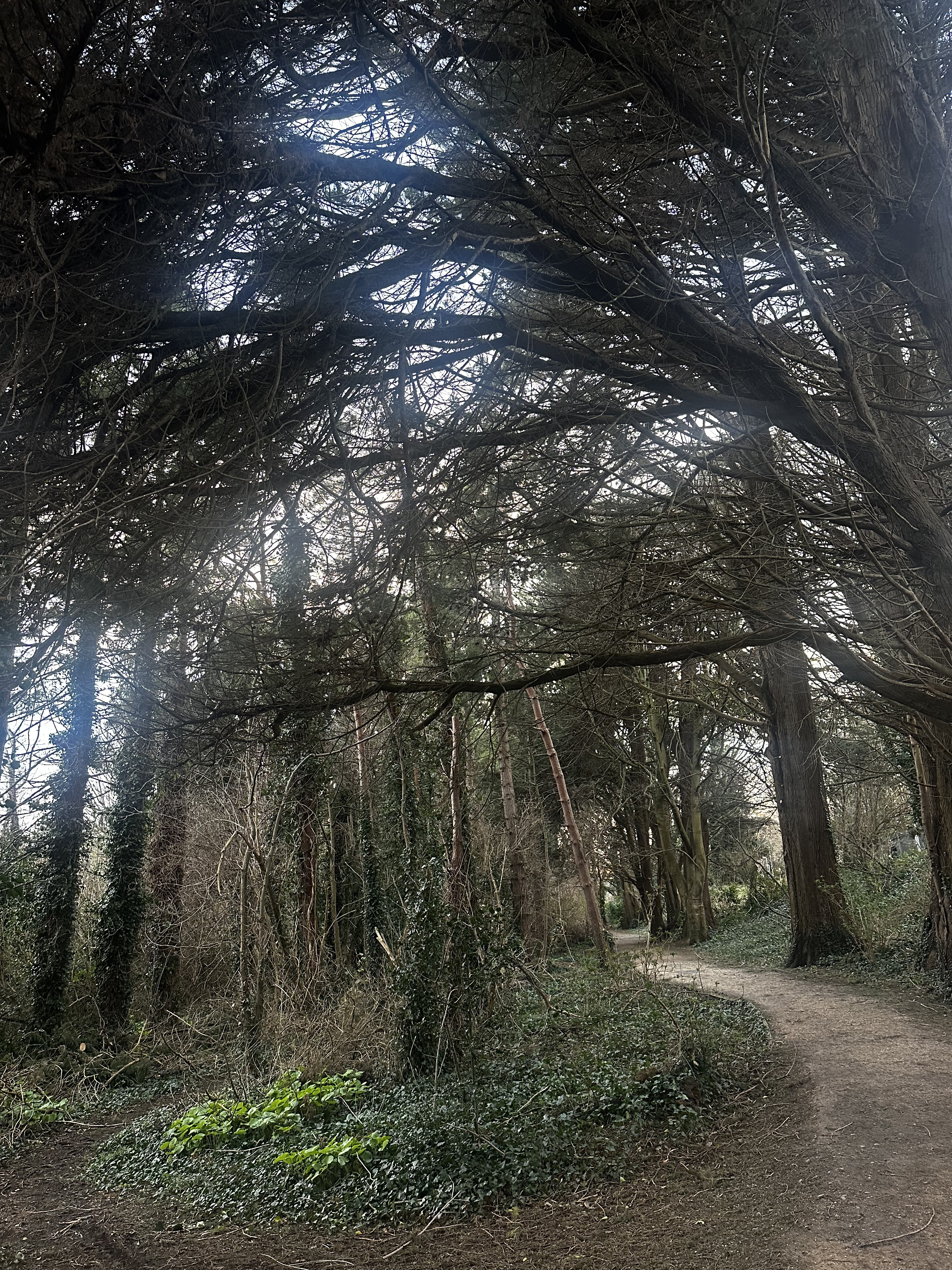 Woodland path, somewhere near Milltown.