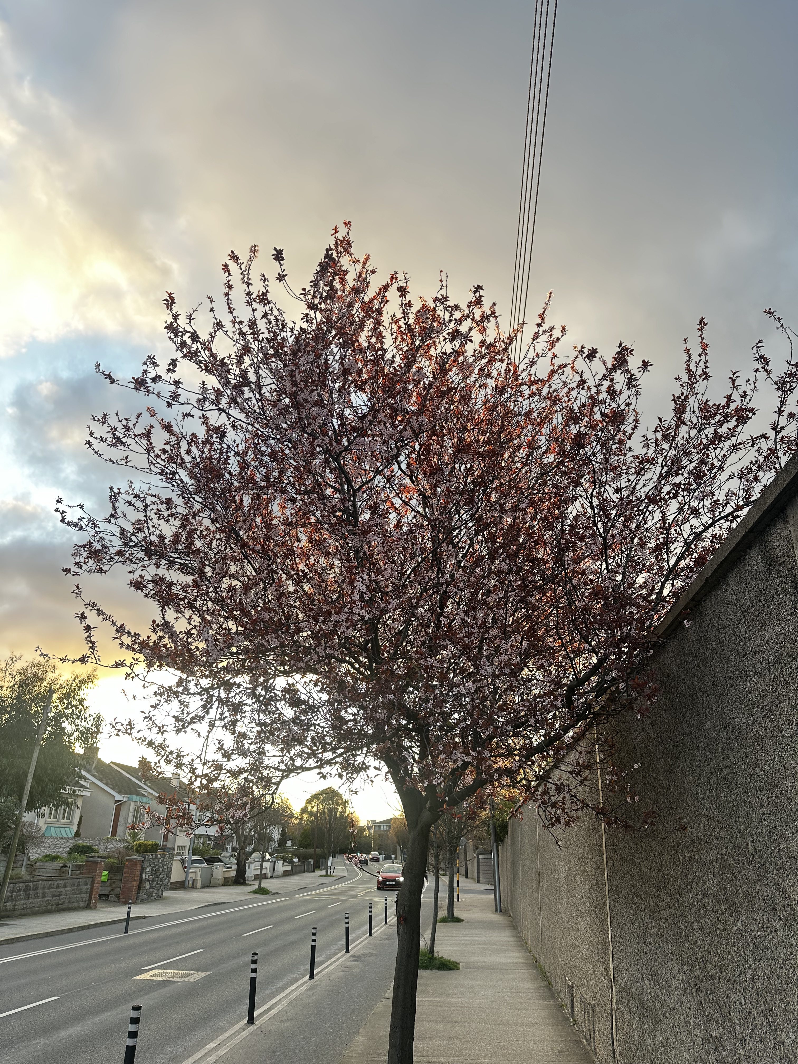 Cherry blossoms, sunset, utility wire. Still beautiful.