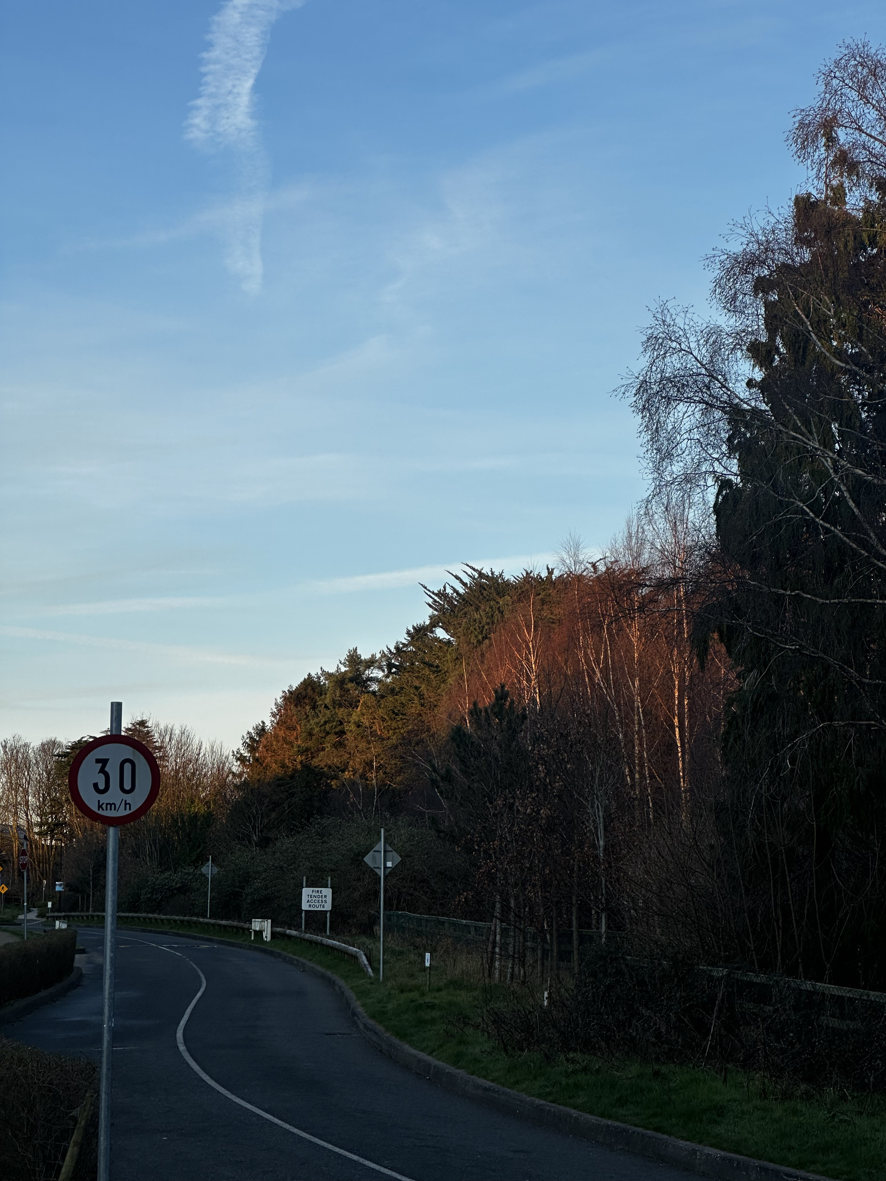 Winding road, warm light on the pines.